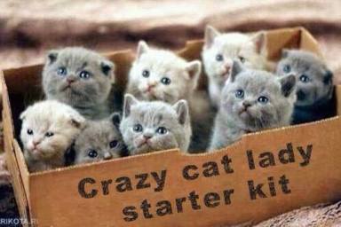 Crazy cat lady
